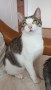 Elvis (2)